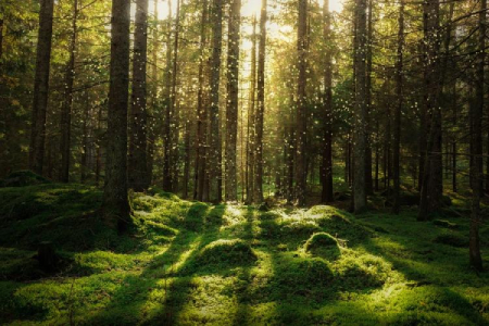 Environnement et écologie